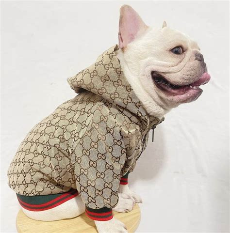 gucci dog outfit